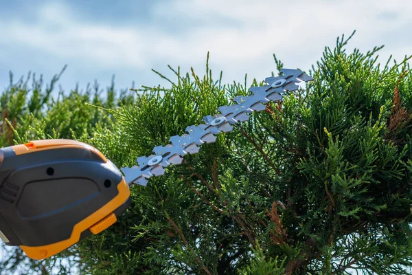 Sıfır emisyonlu kompakt kablosuz elektrikli çit budayıcı, bahçedeki dalları kesmek için taşınabilir ışık aracı, yeşil çalıları ve çalıları budamak, güneşli bir yaz gününde mavi gökyüzü altında çalışmak