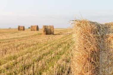 Bir saman yığını parçası ile alan görünümü ve arka planda diğer rulo