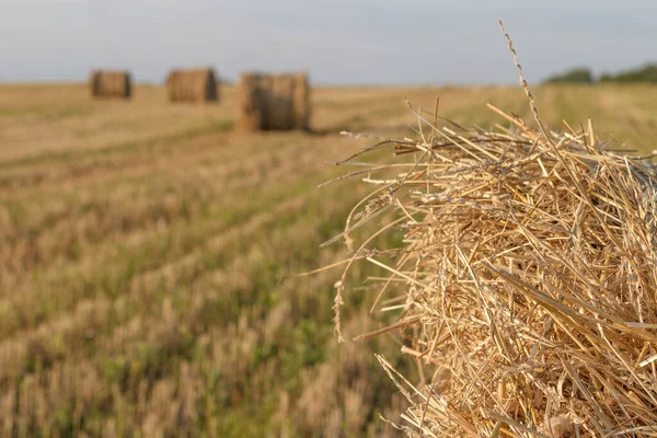 Straw view and a field view with a gold yellow rolls of haystacks corded — Stock Photo, Image