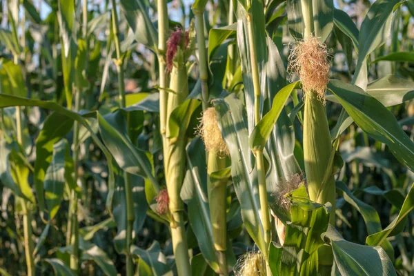 organic fresh sweet corn harvest in a field