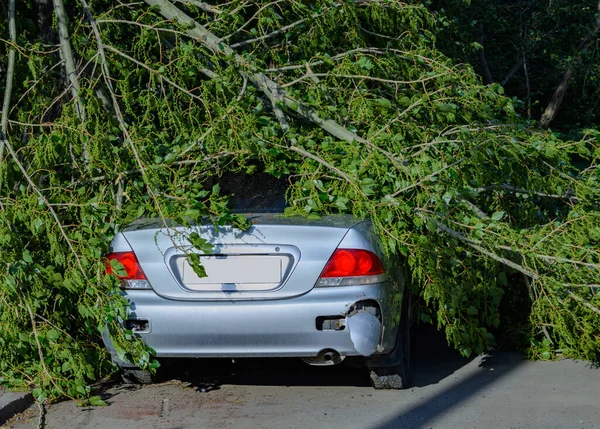 Stark Vind Brokduring Stark Vind Ett Trasigt Träd Föll Bilen — Stockfoto