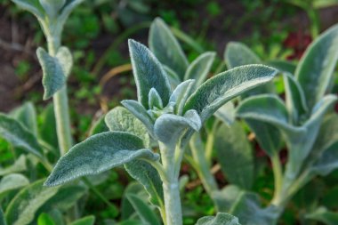 Turist yaz yürüyüşü Nizhny Novgorod 'un tarihi yerlerinde