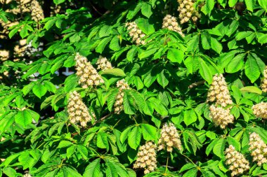 Turist yaz yürüyüşü Nizhny Novgorod 'un tarihi yerlerinde