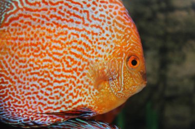 Yuvarlak çizgili akvaryum balığı yaklaş.