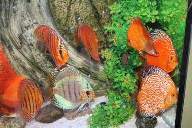 Yuvarlak çizgili akvaryum balığı yaklaş.