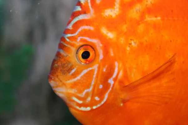 Runde Gestreifte Aquarienfische Aus Nächster Nähe — Stockfoto