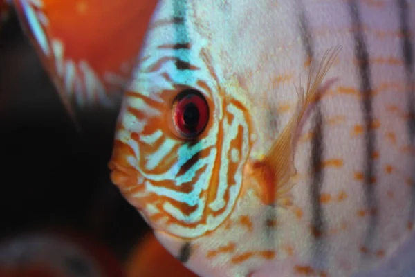 Runde Gestreifte Aquarienfische Aus Nächster Nähe — Stockfoto