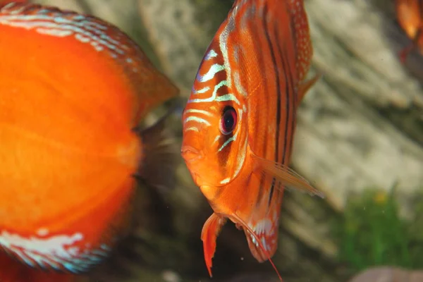 Runde Gestreifte Aquarienfische Aus Nächster Nähe — Stockfoto