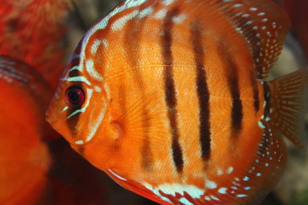 Runde Gestreifte Aquarienfische Aus Nächster Nähe — Stockfoto