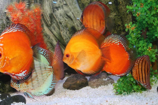 Runde Gestreifte Aquarienfische Aus Nächster Nähe — Stockfoto