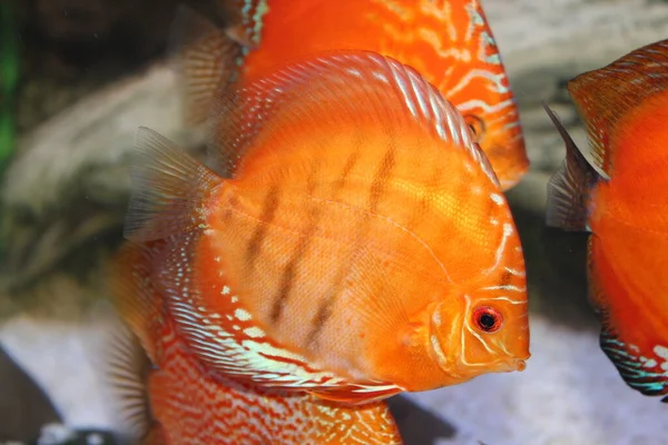 Круглая Полосатая Аквариумная Рыба — стоковое фото