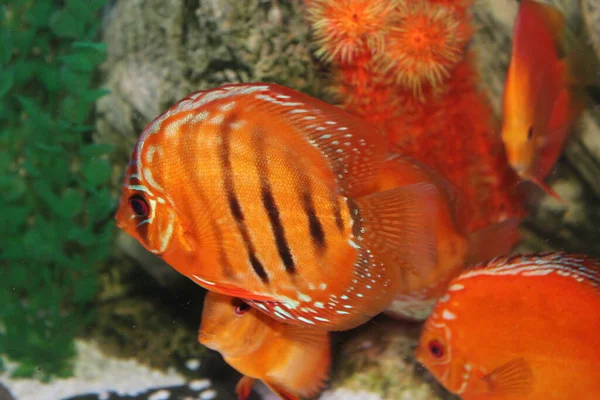 Runde Gestreifte Aquarienfische Aus Nächster Nähe — Stockfoto