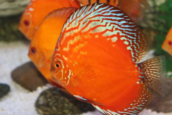 Runde Gestreifte Aquarienfische Aus Nächster Nähe — Stockfoto