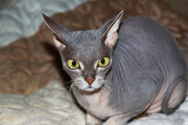  Sarı gözlü bir Sfenks kedisinin portresi. Bulanık odak