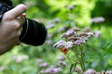 Fotoğrafçı bir çiçekte kelebeğin makro fotoğrafını çekiyor.