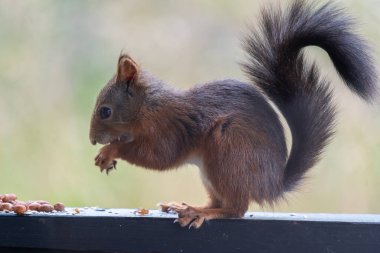 Vahşi bir kırmızı sincabın (Sciurus vulgaris) doğal bir profil görüntüsünde çekilmiş çarpıcı, yüksek kaliteli bir fotoğrafı. Sincap, pençesinde fındık tutarak bir aperatifin tadını çıkarırken görülüyor. Karakteristik kıllı kuyruğu yükselir..
