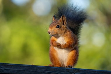 Huzurlu ve tapılası bir kırmızı sincap sakince oturur bu vahşi yaşamın korkuluklarında. Sincap, pençelerini düzgün bir şekilde bir arada tutan düşünceli bir anda yakalanır. Sığ alan derinliği çarpıcı, bulanık yeşil bir zemin oluşturuyor..