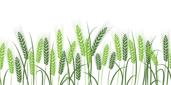 Vector silhouette of wheat. Wheat in the field on a white background