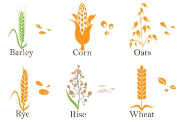 Mısır gevreği vektör simgeleri. pirinç, buğday, mısır, yulaf, çavdar ve arpa vektörü illüstrasyonu