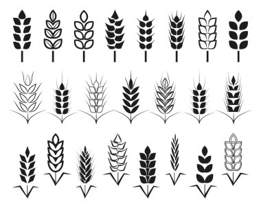 Symbols. for logo design Wheat. Agriculture, corn, barley, stalks, organic plants, bread, food natural harvest vector illustration on white background isolated clipart