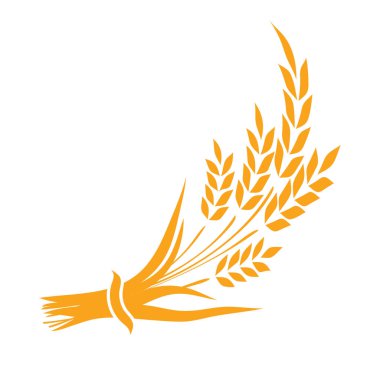 Beyaz arka planda buğday ve kulak taneleri. Vektör illüstrasyonu.