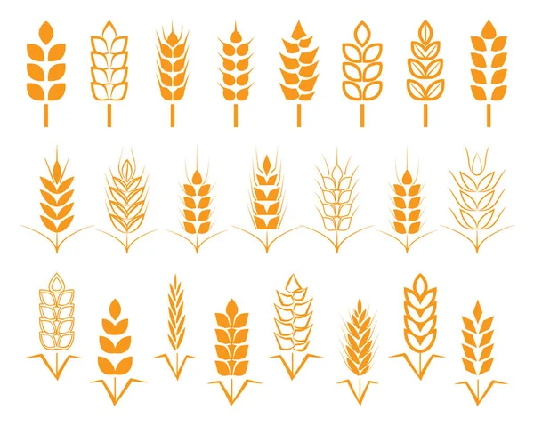 Set Seeds Wheat Barley Rye Ears Vector Illustration White Background — Stock Vector