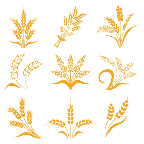 Simboli Logo Design Grano Agricoltura Mais Orzo Steli Piante Biologiche — Vettoriale Stock