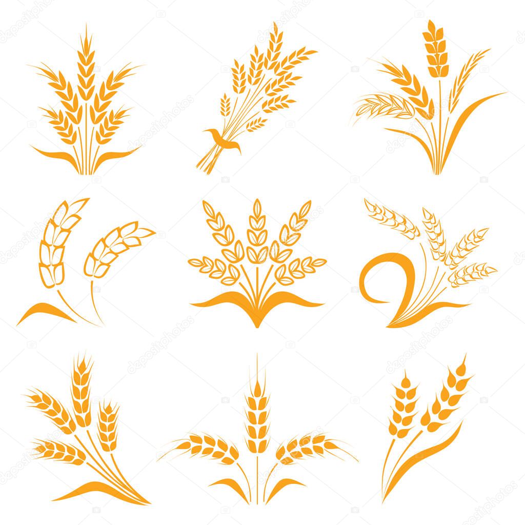 Symbols. for logo design Wheat. Agriculture, corn, barley, stalks, organic plants, bread, food natural harvest vector illustration on white background isolated