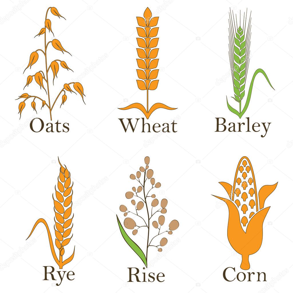 Cereals vector icons. rice, wheat, corn, oats rye and barley Vector illustration