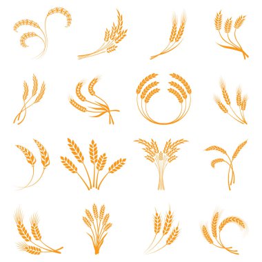 Semboller. Logo tasarımı için buğday. Tarım, mısır, arpa, sap, organik bitkiler, ekmek, yiyecek beyaz arka planda doğal ürün vektörü çizimi izole edilmiş