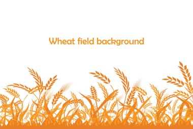 Buğday silueti. Beyaz arka planda tarlada buğday