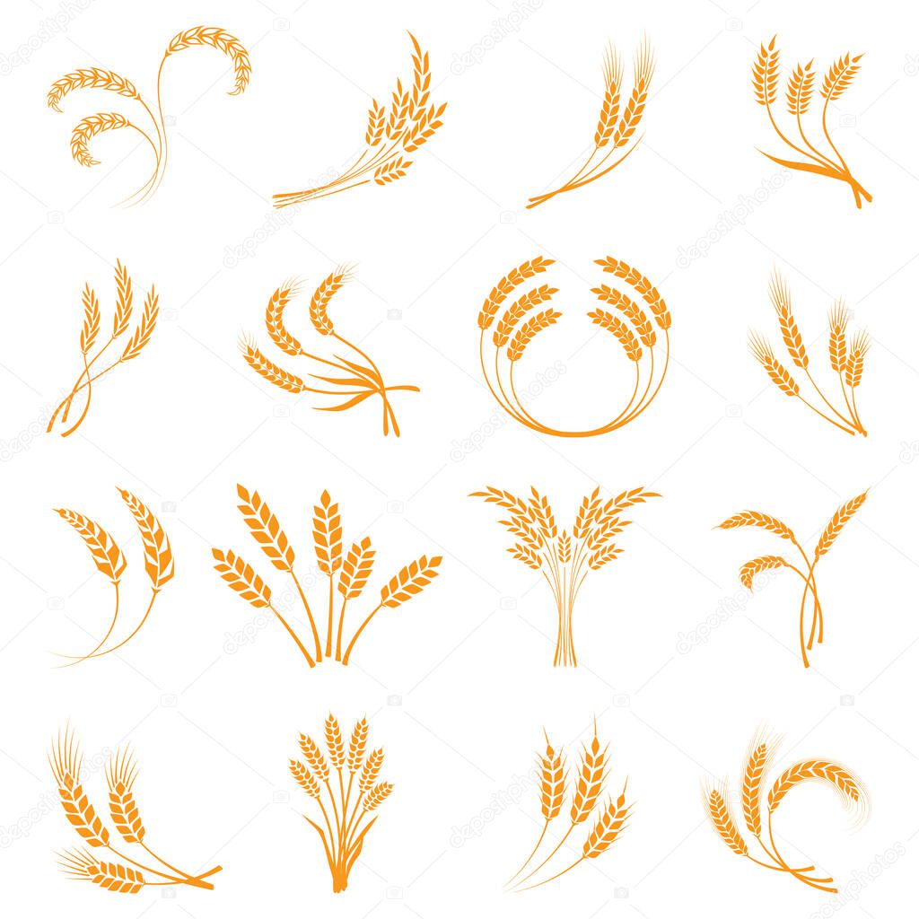 Symbols. for logo design Wheat. Agriculture, corn, barley, stalks, organic plants, bread, food natural harvest vector illustration on white background isolated