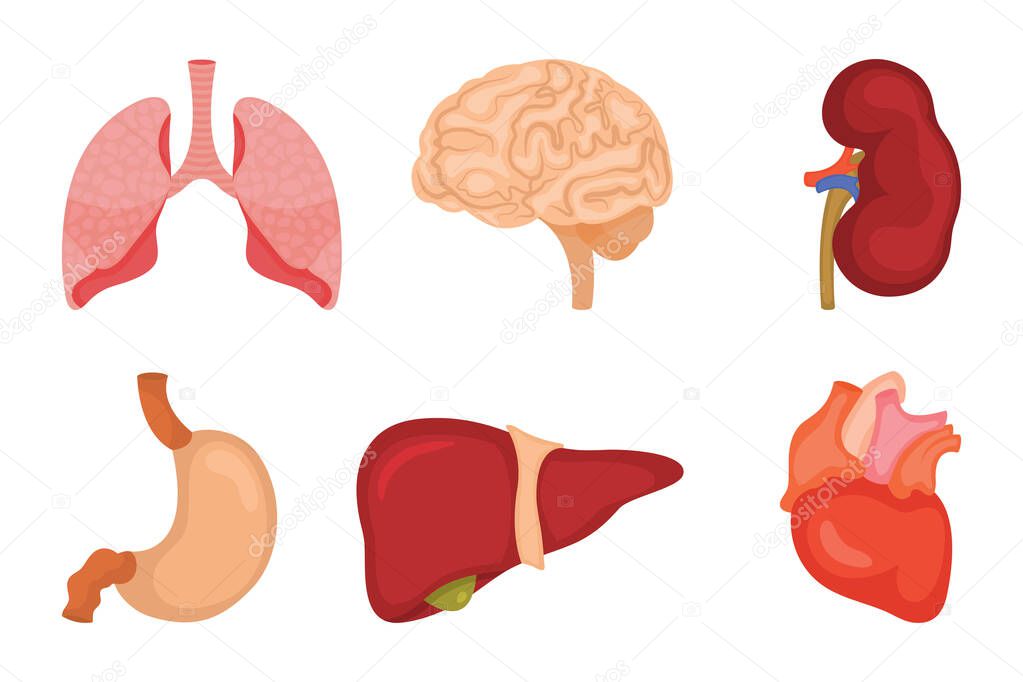 Human internal organs icon set. Vector illustration in cartoon style isolated on white background