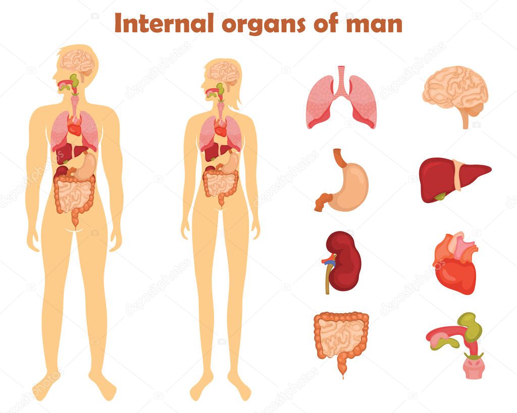 Human internal organs icon set. Vector illustration in cartoon style isolated on white background