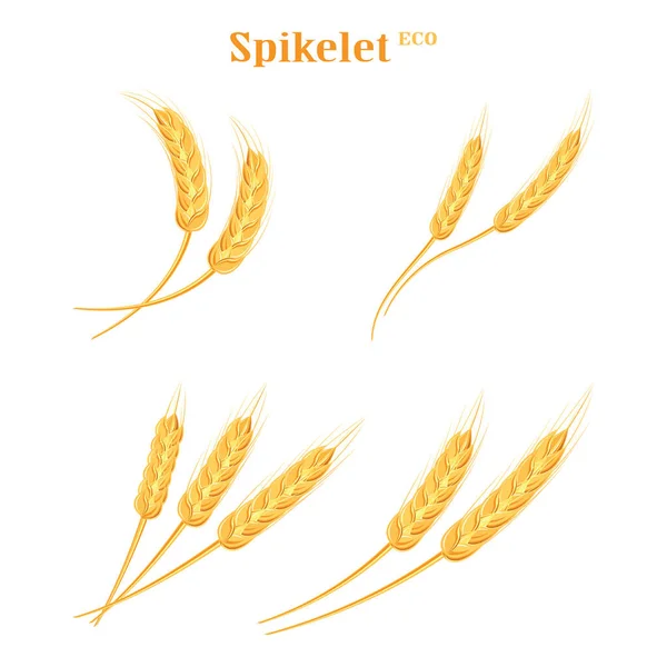 Weizenstacheln Landwirtschaftlicher Weizen Symbol Isoliert Auf Weißem Hintergrund Biolandbau Oder — Stockvektor