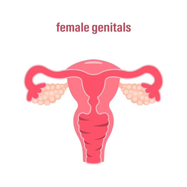Жіноча Репродуктивна Система Сексуальні Органи Векторні Ілюстрації Білому Тлі — стоковий вектор