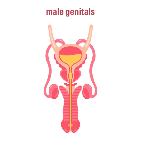 Sistema Reproductor Masculino Órganos Sexuales Ilustración Vectorial Sobre Fondo Blanco — Archivo Imágenes Vectoriales