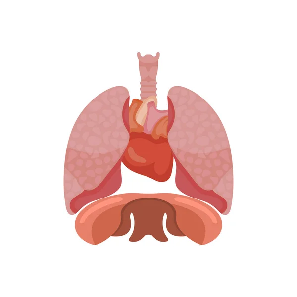 폐장기 해부학 컨셉트 서비스 디자인 삽화의 — 스톡 벡터