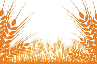 Buğday silueti. Beyaz arka planda tarlada buğday.