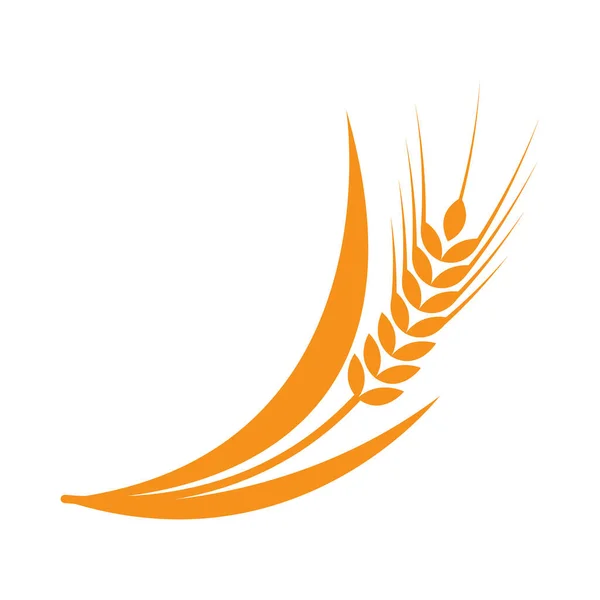 Semboller. Logo tasarımı için buğday. Tarım, mısır, arpa, sap, organik bitkiler, ekmek yiyeceği beyaz üzerine doğal hasat vektörü çizimi