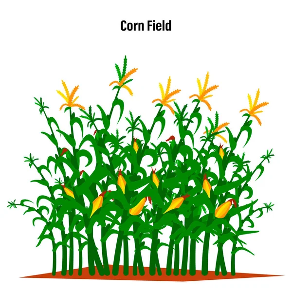 배경에는 옥수수 외따로 떨어져 일러스트 — 스톡 벡터