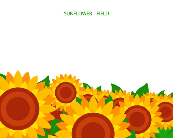 Illustration Eines Sonnenblumenfeldes Auf Weißem Hintergrund Set Passend Zur Cover — Stockvektor