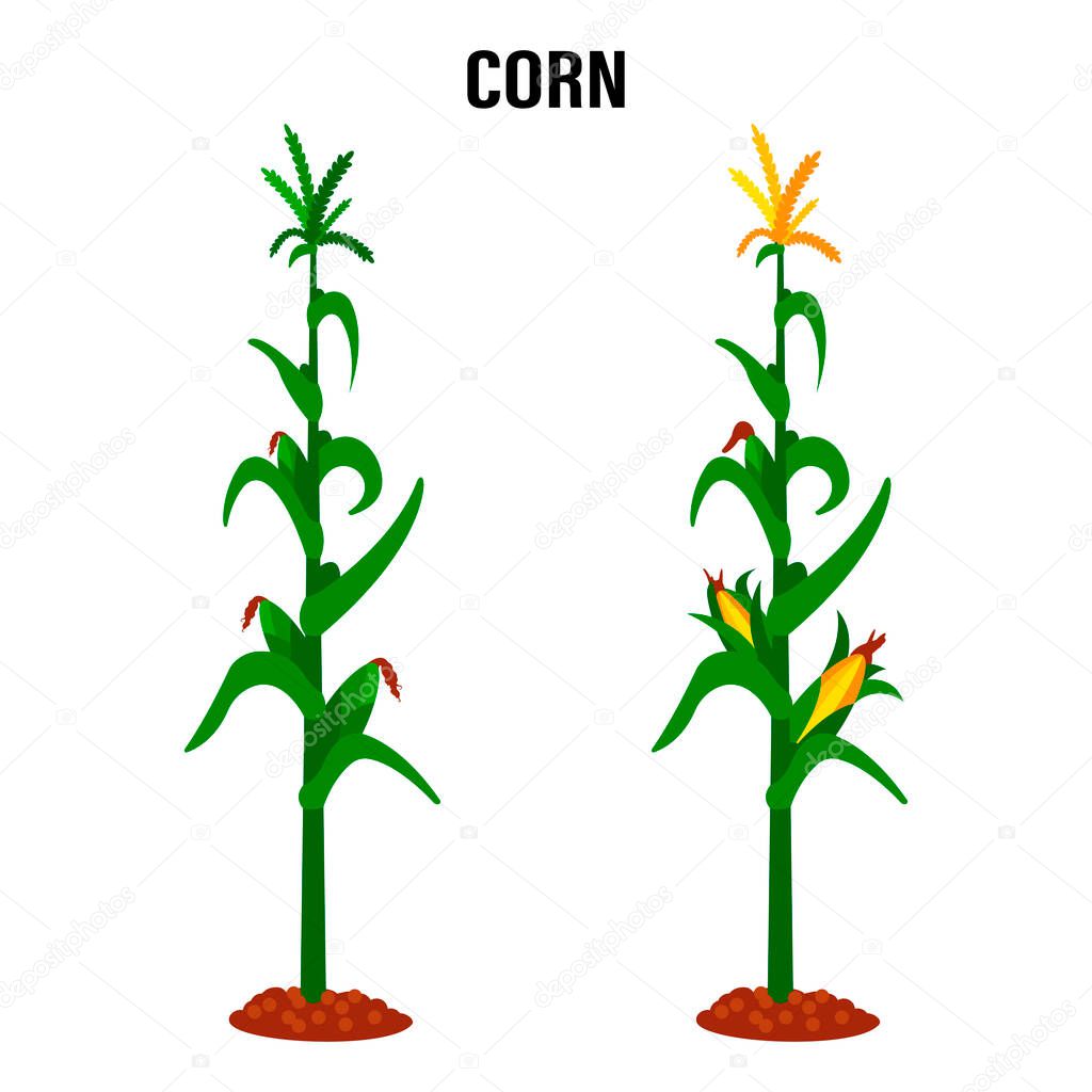 Corn stalk. Isolated corn on white background.