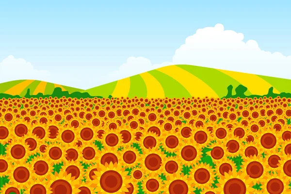 Ilustración Campo Girasol Con Campos Fondo Sobre Fondo Ilustración Vectorial — Vector de stock