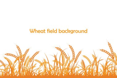 Buğday silueti. Beyaz arka planda tarlada buğday