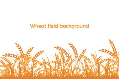 Buğday silueti. Beyaz arka planda tarlada buğday