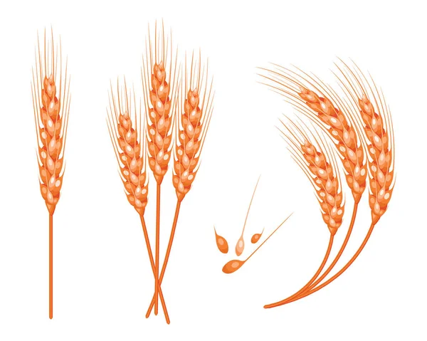 Набор Векторной Пшеницы Изолированный Белый Фон Добавлением Семян Векторная Иллюстрация — стоковый вектор