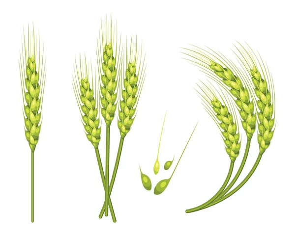 Conjunto Vectores Trigo Aislado Fondo Blanco Con Adición Semillas Ilustración — Archivo Imágenes Vectoriales