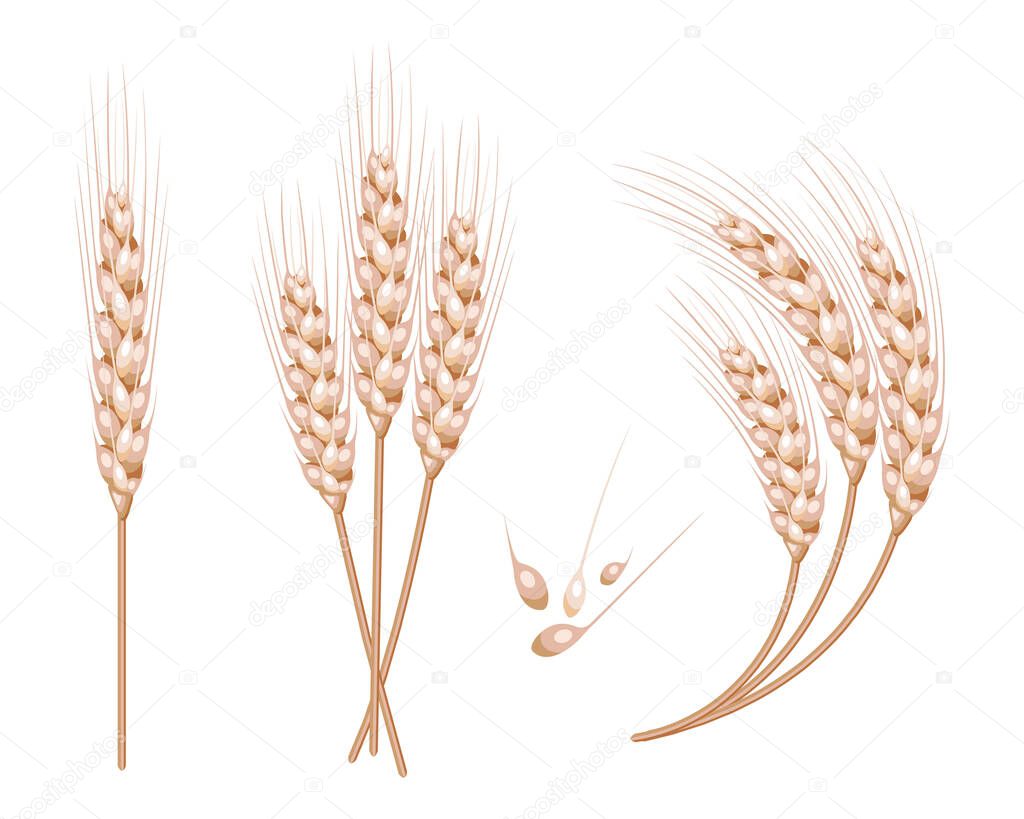 Set of vector wheat in 3d isolated white background with seed addition. Vector illustration.