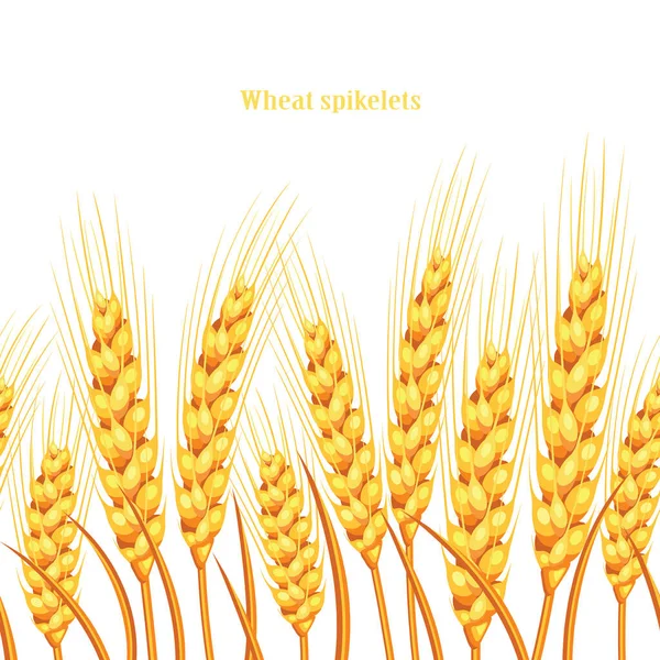 小麦的矢量轮廓 白背景的田里的小麦 — 图库矢量图片
